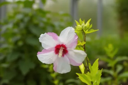 Гібіскус сирійський Фіджі / Hibiscus syriacus Fiji