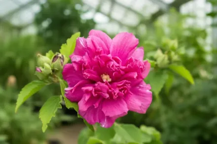 Гібіскус сирійський Френч Кабаре Ред / Hibiscus syriacus French Cabaret Red