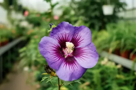 Гібіскус сирійський Гаваї / Hibiscus syriacus Hawaii