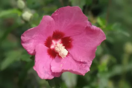 Гібіскус сирійський Ліл Кім Ред / Hibiscus syriacus Lil Kim Red