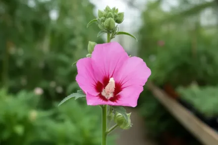 Гібіскус сирійський Ліл Кім Вайолет / Hibiscus syriacus Lil Kim Violet