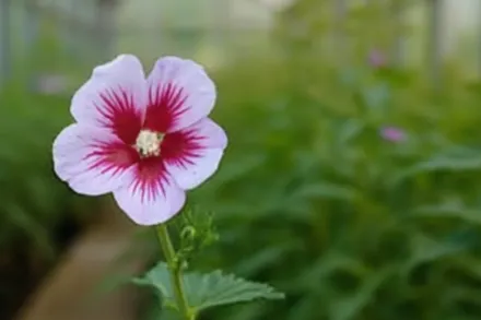 Гібіскус сирійський Орхід Сатін / Hibiscus syriacus Orchid Satin