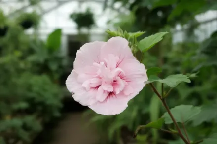 Гібіскус сирійський Пінк Шиффон / Hibiscus syriacus Pink Chiffon