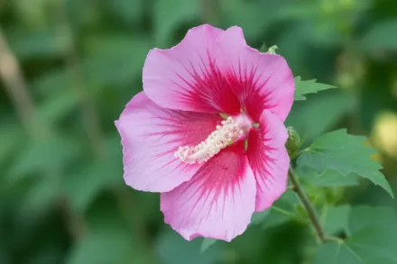 Гібіскус сирійський Ред Піллар / Hibiscus syriacus Red Pillar