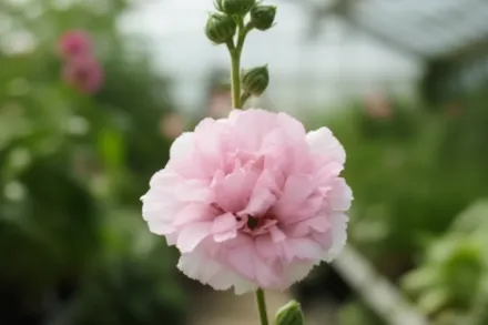 Гібіскус сирійський Шугар Тіп / Hibiscus syriacus Sugar Tip