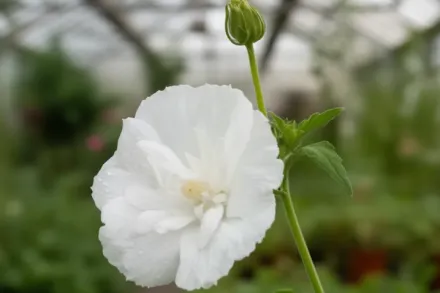 Гібіскус сирійський Вайт Шиффон / Hibiscus syriacus White Chiffon