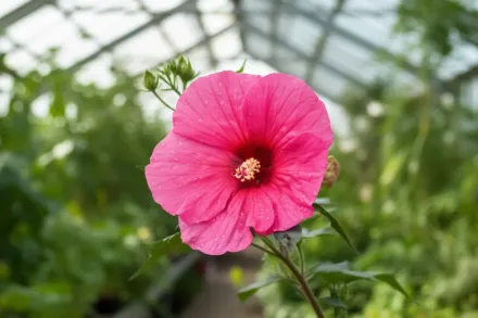 Гібіскус Вінінг Роуз / Hibiscus Evening Rose