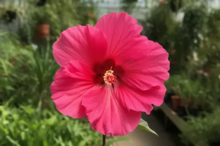 Гібіскус Вотермелон Раффлс / Hibiscus Watermelon Ruffles