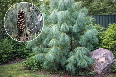 Гімалайська сосна / Pinus wallichiana