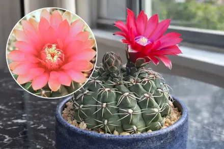 Гімнокаліціум Бальда / Gymnocalycium baldianum