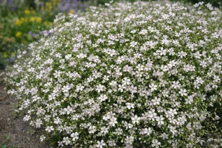 Гіпсофіла Філоу Вайт / Gypsophila repens Filou White