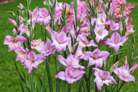 Гладіолус Чармінг Леді / Gladiolus Charming Lady