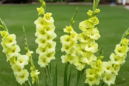 Гладіолус Грін Стар / Gladiolus Green Star