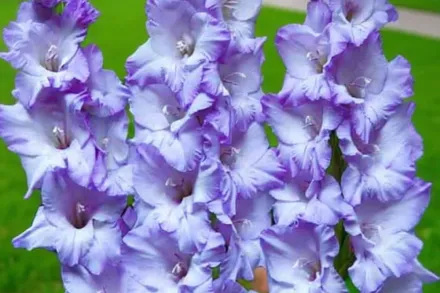 Гладіолус Хе Маджесті / Gladiolus Her Majesty