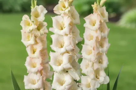 Гладіолус Крім Перфекшн / Gladiolus Cream Perfection