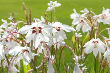 Гладіолус Мурієля / Gladiolus callianthus murielae