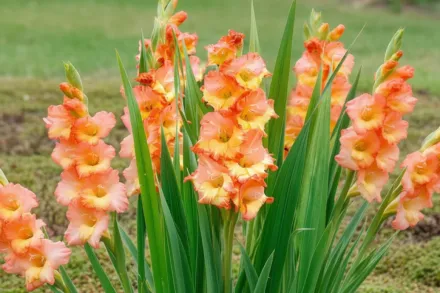 Гладіолус Принцеса Маргарет Роуз / Gladiolus Princess Margaret Rose