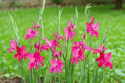 Гладіолус Робінетта / Gladiolus Robinetta