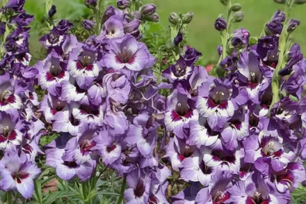 Гладіолус Віста / Gladiolus Vista