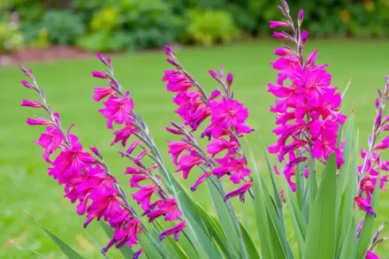 Гладіолус візантійський / Gladiolus communis byzantinus