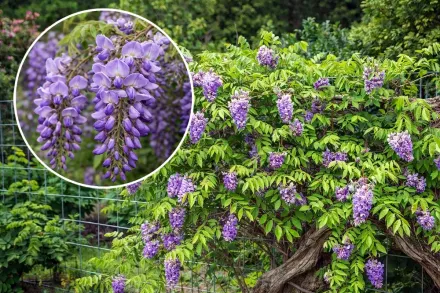 Гліцинія чагарникова / Wisteria frutescens