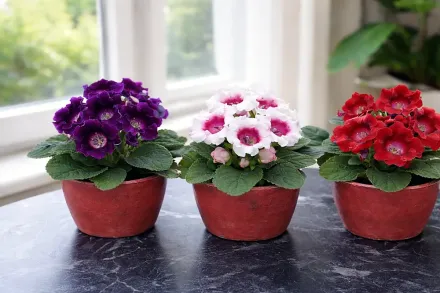 Глоксинія / Sinningia speciosa