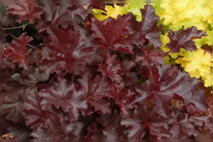 Гойхера Чоколейт Раффлс / Heuchera Chocolate Ruffles