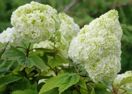 Гетсбі Мун Гортензія дуболиста / Hydrangea quercifolia Gatsby Moon