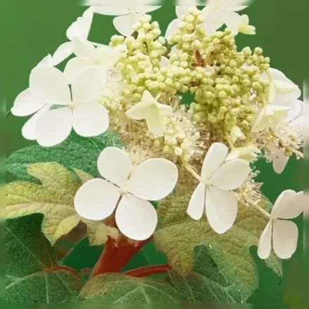 Little Honey Hydrangea quercifolia / Гортензія дуболиста Літл Хані