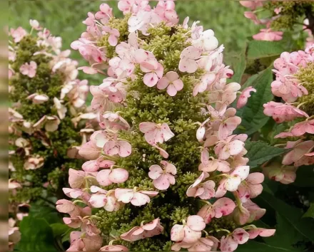 Гортензія дуболиста Манчкін / Hydrangea quercifolia Munchkin