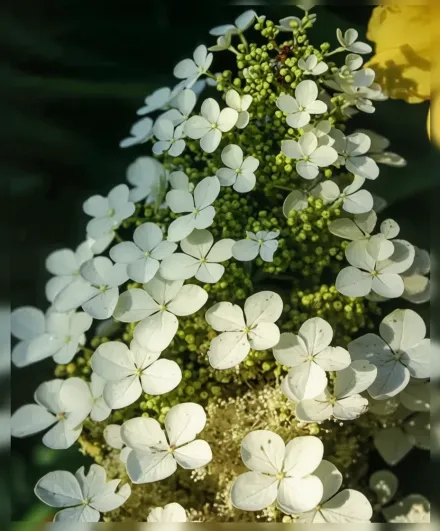 Пі Ві Гортензія дуболиста / Hydrangea quercifolia Pee Wee