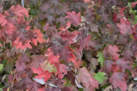 Гортензія дуболиста Сноуфлейк / Hydrangea quercifolia Snowflake