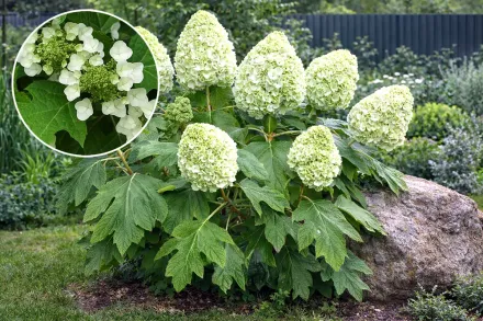 Гортензія дуболиста / Hydrangea quercifolia