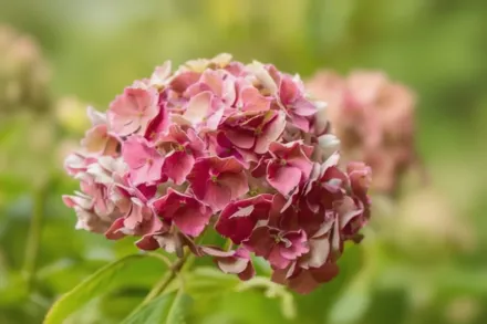 Гортензія пильчаcта Преціоза / Hydrangea Preziosa