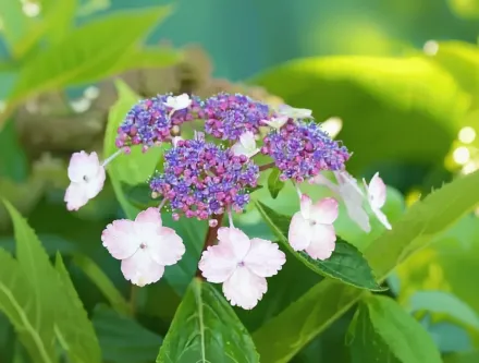 Гортензія пильчаста Бені-Гаку / Hydrangea serrata Beni-Gaku