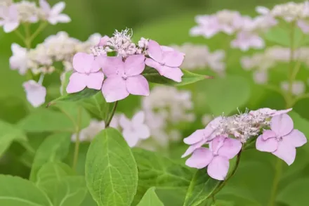Гортензія пильчаста Діадема / Hydrangea serrata Diadem