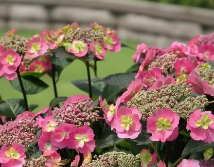 Тафф Стафф Гортензія пильчаста / Hydrangea serrata Tuff Stuff