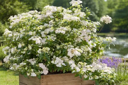Гортензія Раневей Брайд / Hydrangea macrophylla Runaway Bride