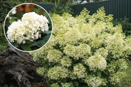 Гортензія волотиста Бобо / Hydrangea paniculata Bobo