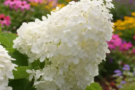 Бомбшел Гортензія волотиста / Hydrangea paniculata Bombshell