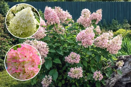 Гортензія волотиста Фантом / Hydrangea paniculata Phantom