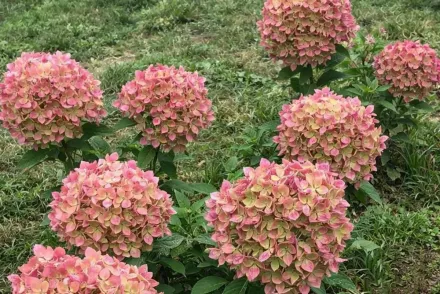 Гортензія волотиста Графіті / Hydrangea paniculata Graffiti