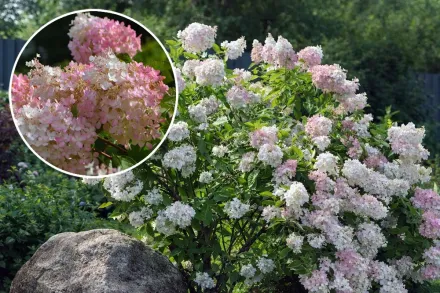 Грандіфлора Гортензія волотиста / Hydrangea paniculata Grandiflora