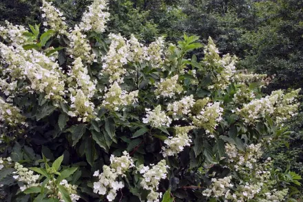 Гортензія волотиста Кіушу / Hydrangea paniculata Kyushu