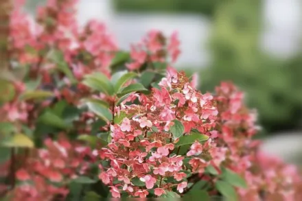 Гортензія волотиста Квік Фаєр / Hydrangea paniculata Quick Fire