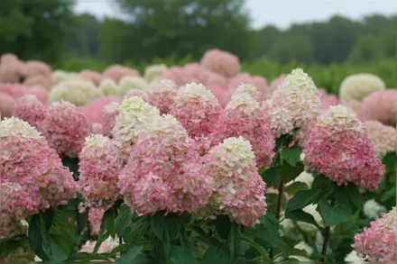 Limelight Prime Hydrangea paniculata / Гортензія волотиста Лаймлайт Прайм
