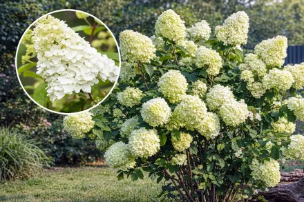 Limelight Hydrangea paniculata / Гортензія волотиста Лаймлайт