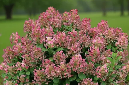 Little Quick Fire Hydrangea paniculata / Гортензія волотиста Літл Квік Фаєр
