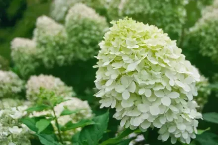 Little Lime Hydrangea paniculata / Гортензія волотиста Літл Лайм