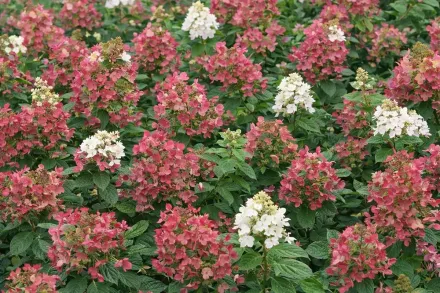 Гортензія волотиста Меджікал Фаєр / Hydrangea paniculata Magical Fire